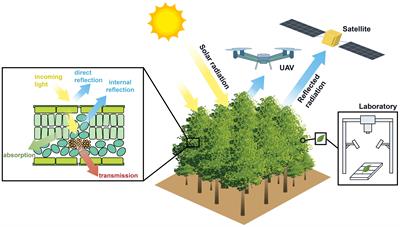 Advances in the tea plants phenotyping using hyperspectral imaging technology